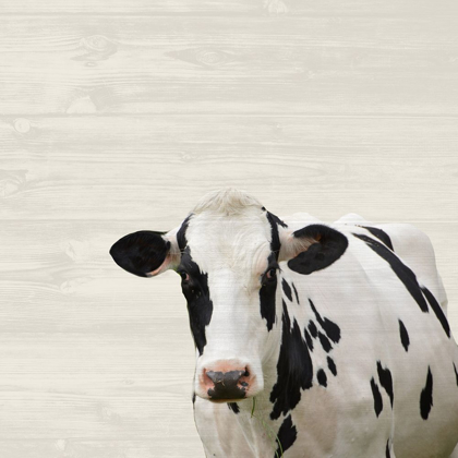 Picture of MOO