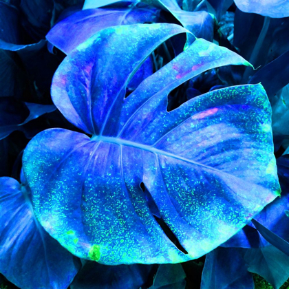 Picture of BLUE PACIFIC 
