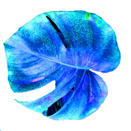 Picture of BLUE PACIFIC 2