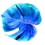 Picture of BLUE PACIFIC 2