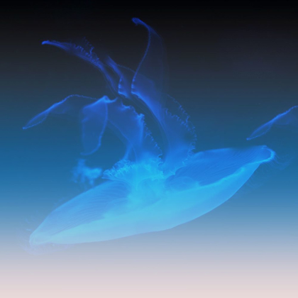 Picture of XRAY JELLY