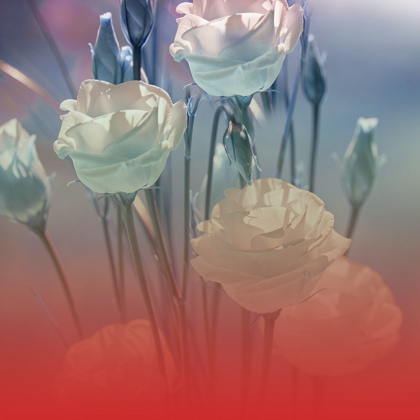 Picture of XRAY ROSES