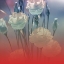 Picture of XRAY ROSES