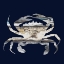 Picture of BLUE CRAB 2