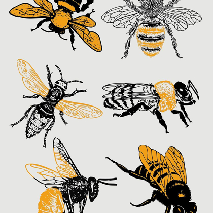 Picture of HONEY BEES