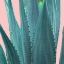 Picture of SUCCULENT
