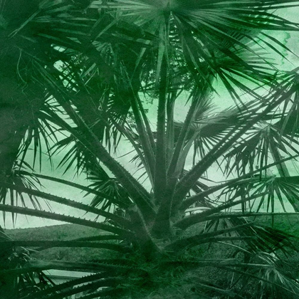 Picture of EMERALD PALM