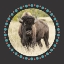 Picture of BUFFALO RING 1