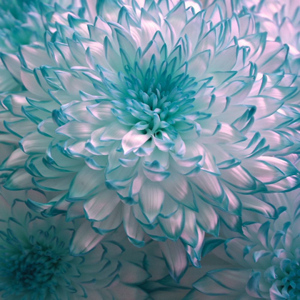 Picture of BLUE PLANT