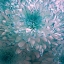 Picture of BLUE PLANT
