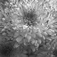 Picture of BLUE PLANT 2