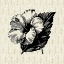 Picture of BLACK SILK 2