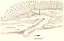 Picture of ST AUGUSTINE FLORIDA - BIRCH 1819 