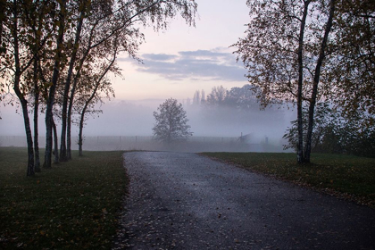 Picture of FOGGY MORNING II