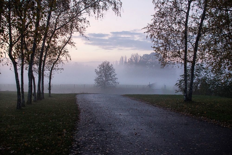 Picture of FOGGY MORNING II
