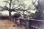 Picture of LONELY TREE
