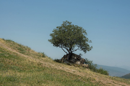 Picture of TREE ON HILL
