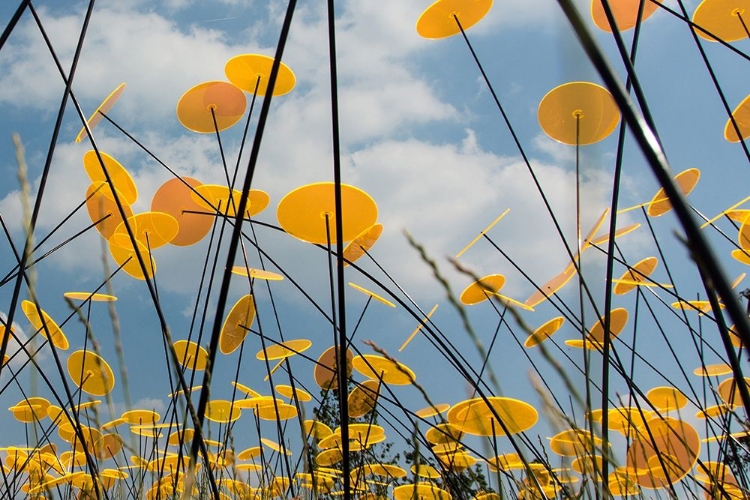 Picture of YELLOW DISKS II