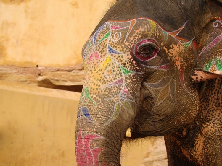 Picture of ELEPHANT INDIA