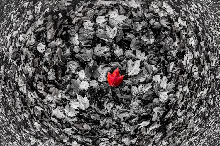 Picture of RED LEAF