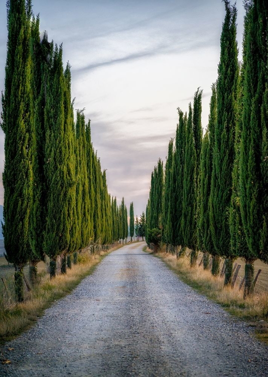 Picture of CYPRESSES