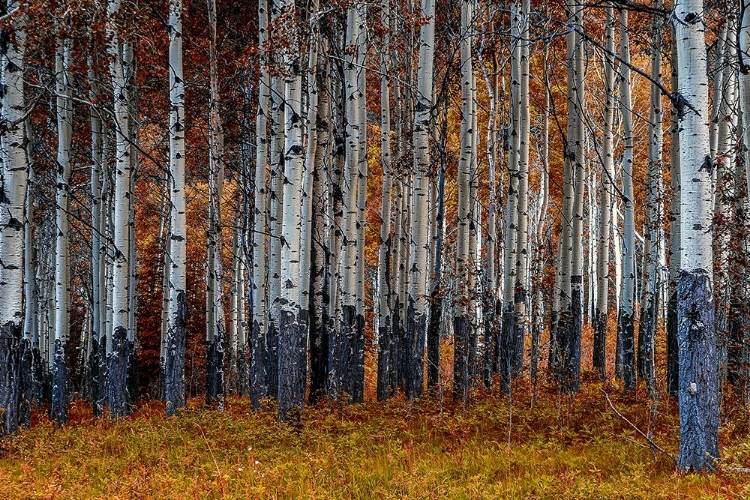 Picture of BIRCHES