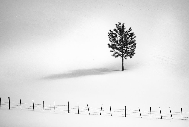 Picture of TREE AND FENCE BW