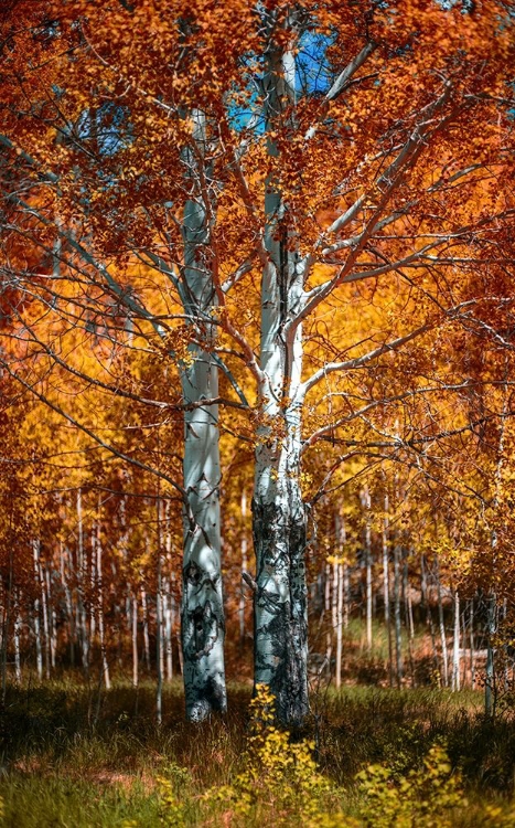 Picture of AUTUM