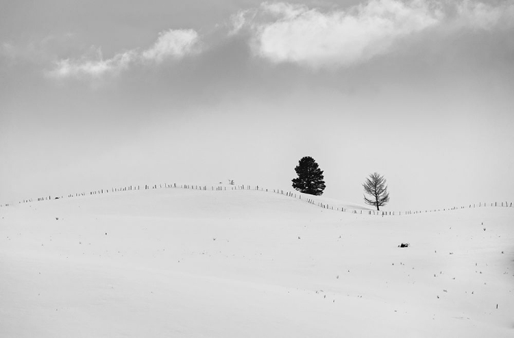 Picture of LONELY TREES