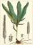 Picture of SMALL FOLIAGE BOTANIQUE II