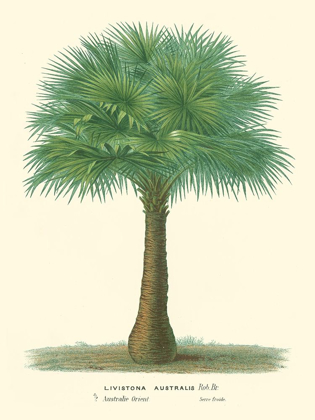 Picture of SMALL PALM OF THE TROPICS I