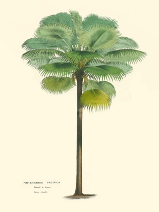 Picture of SMALL PALM OF THE TROPICS II