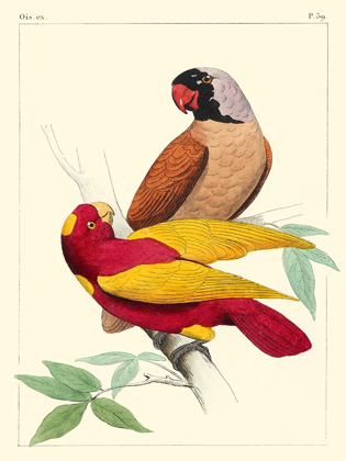 Picture of SMALL LEMAIRE PARROTS II