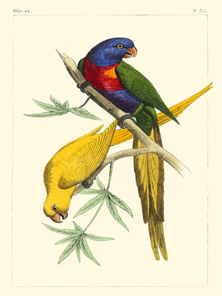 Picture of SMALL LEMAIRE PARROTS IV