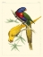 Picture of SMALL LEMAIRE PARROTS IV