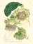 Picture of SMALL ANTIQUE PASSION FLOWER II