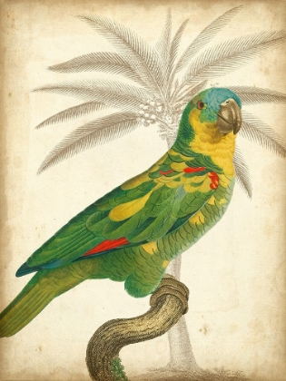 Picture of CUSTOM PARROT AND PALM II