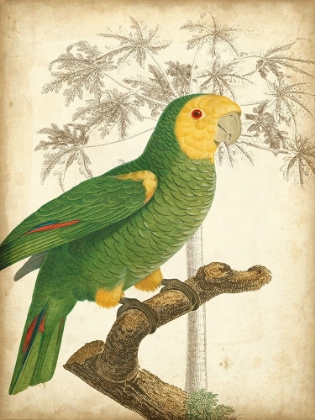 Picture of CUSTOM PARROT AND PALM IV