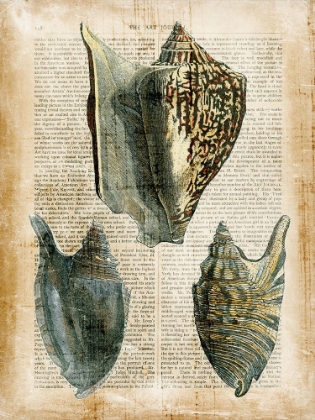 Picture of SMALL ANTIQUARIAN SEASHELLS I