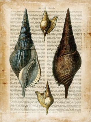 Picture of SMALL ANTIQUARIAN SEASHELLS II