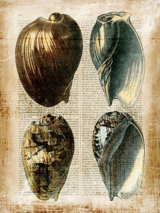 Picture of SMALL ANTIQUARIAN SEASHELLS III