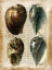 Picture of SMALL ANTIQUARIAN SEASHELLS III