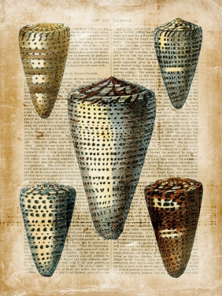 Picture of SMALL ANTIQUARIAN SEASHELLS IV