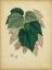 Picture of CUSTOM ENGELMANN BOTANICAL VII (GC)