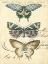Picture of CUSTOM BUTTERFLY EPHEMERA IV (GC)