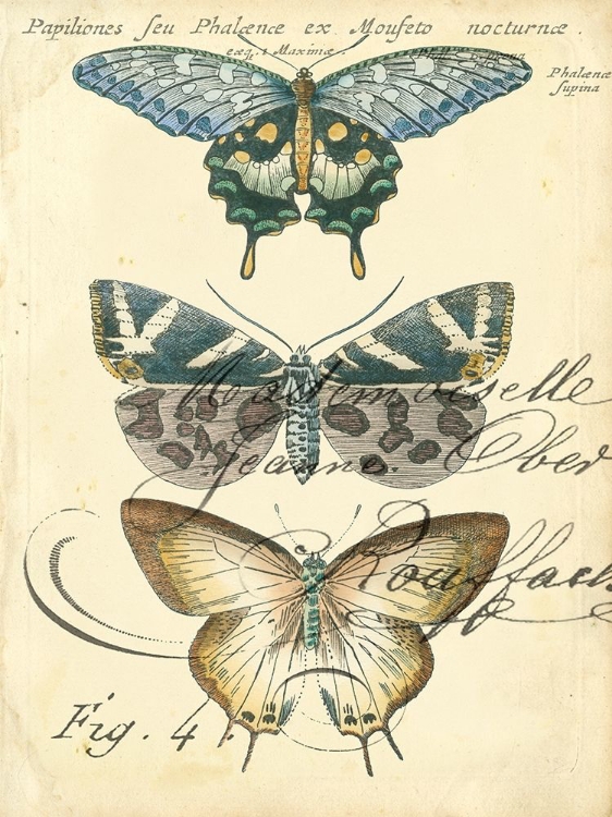 Picture of CUSTOM BUTTERFLY EPHEMERA IV (GC)