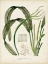 Picture of SMALL TROPICAL GRASS I