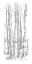 Picture of BIRCH TREE SKETCH I