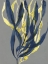 Picture of KELP EMBRACE I