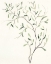 Picture of SPINDLE SPRIG I